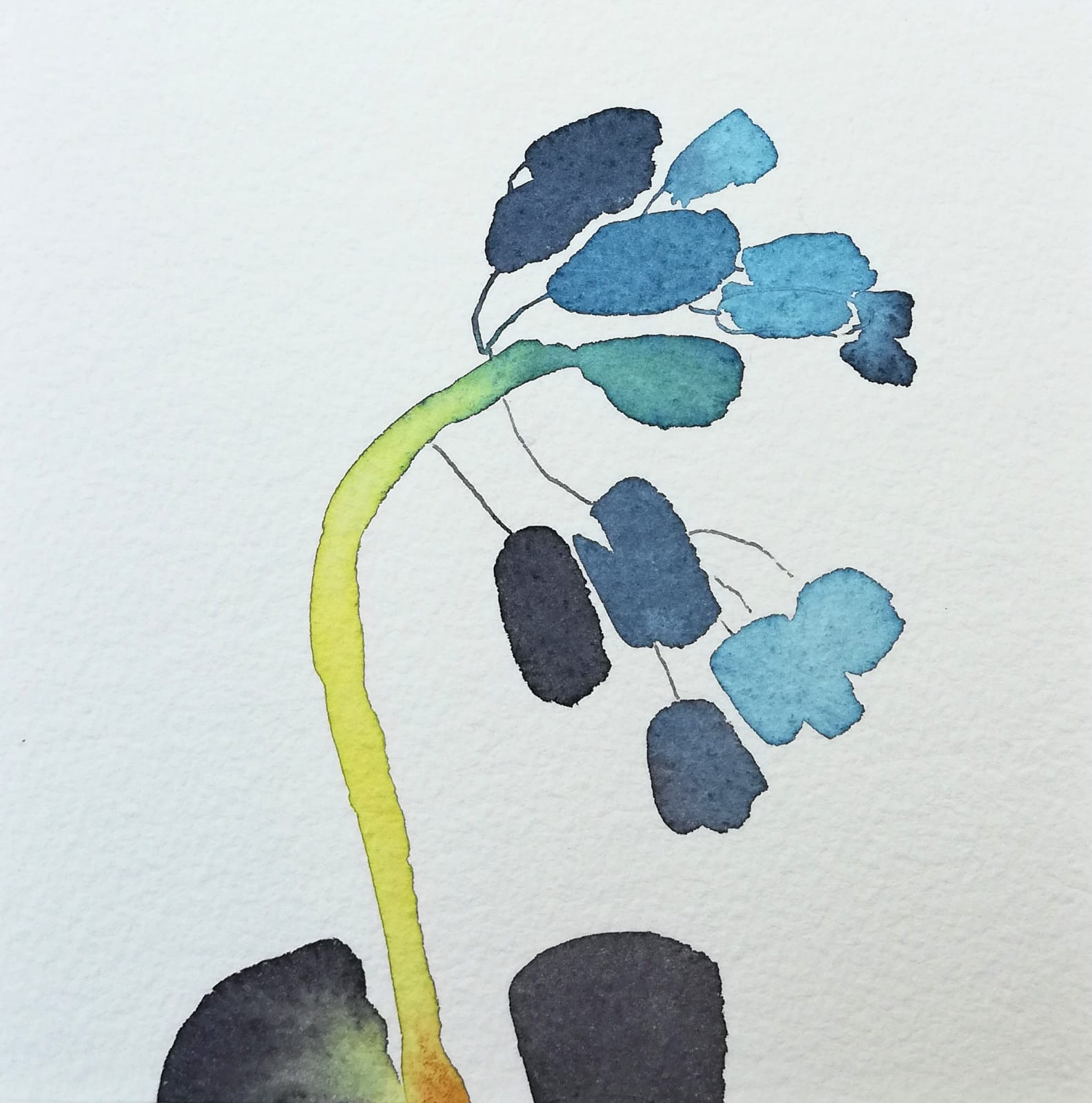 Susan Kane, Baby Hyacinth