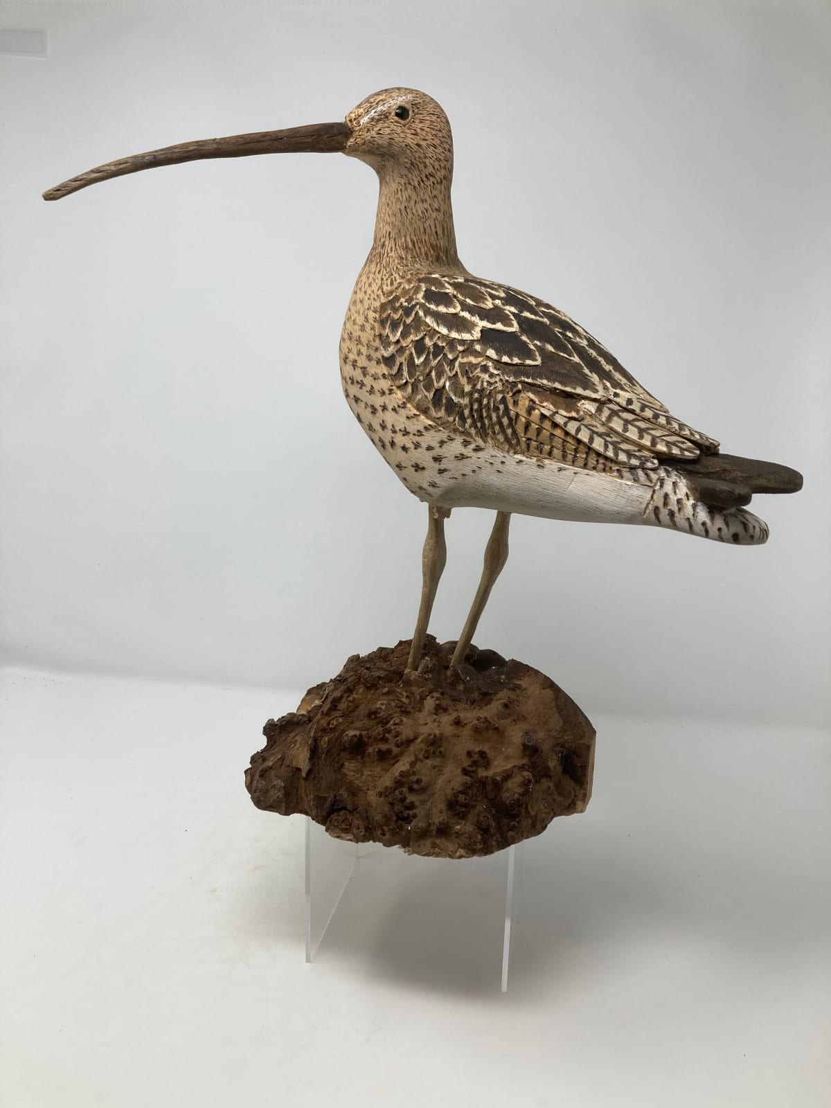 John & Marilyn Davies, Curlew, 2025