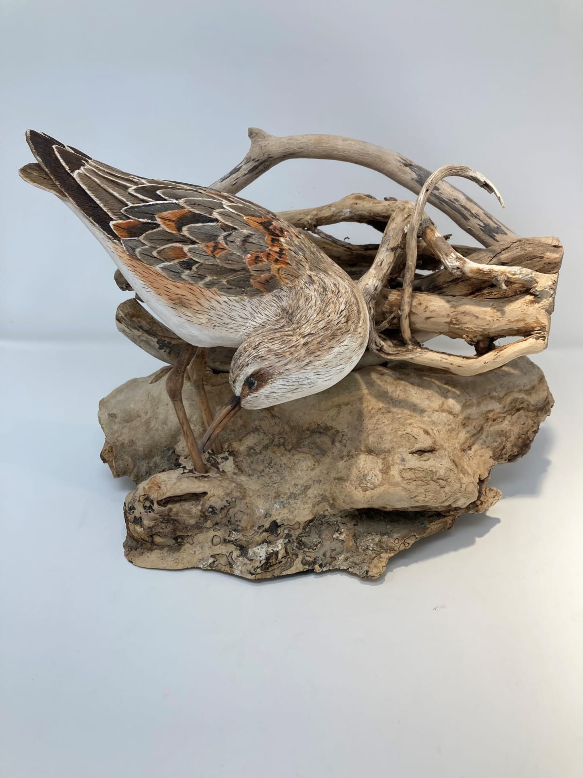 John & Marilyn Davies, Curlew Sandpiper