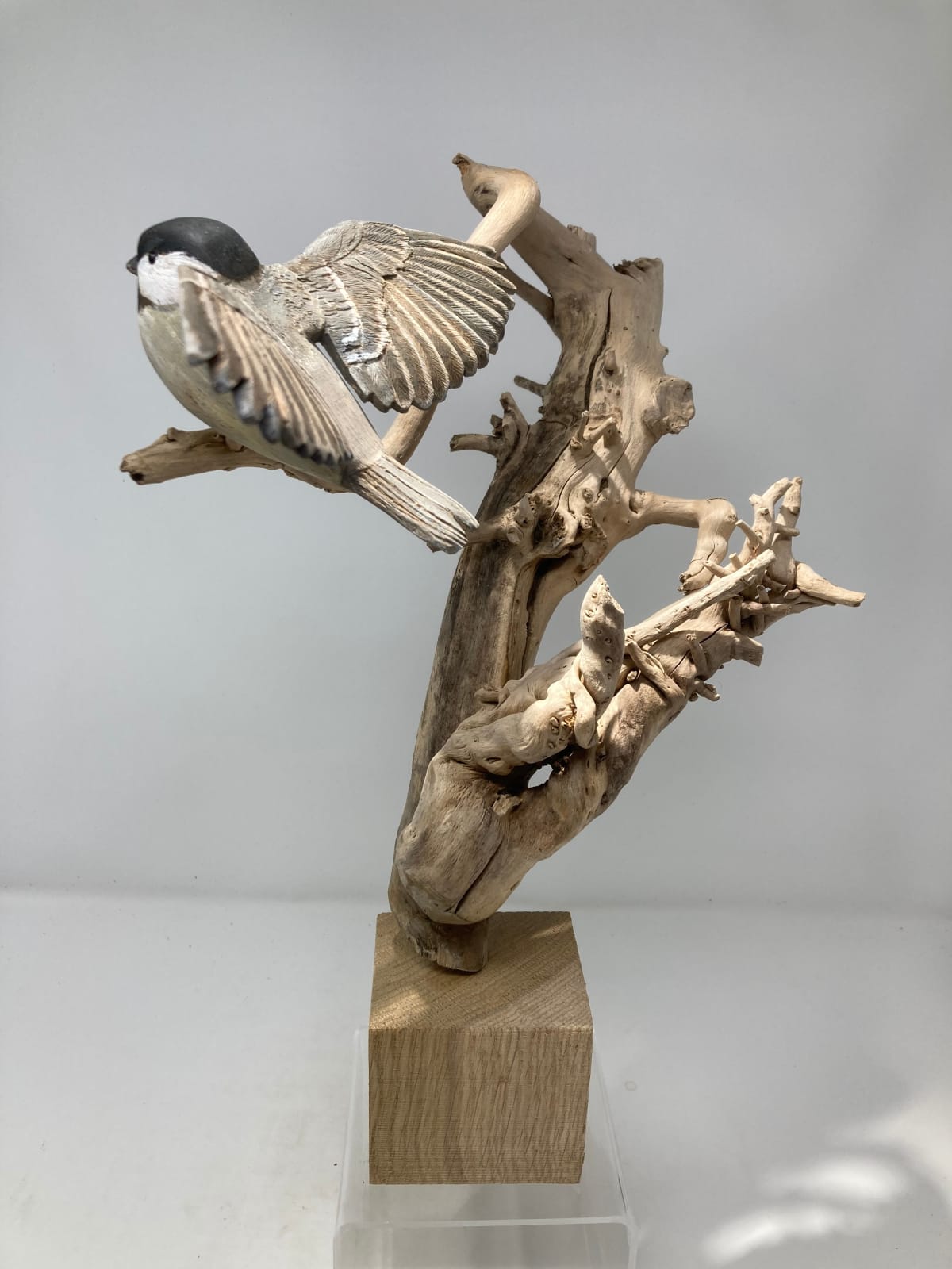 John & Marilyn Davies, Coal Tit, 2025