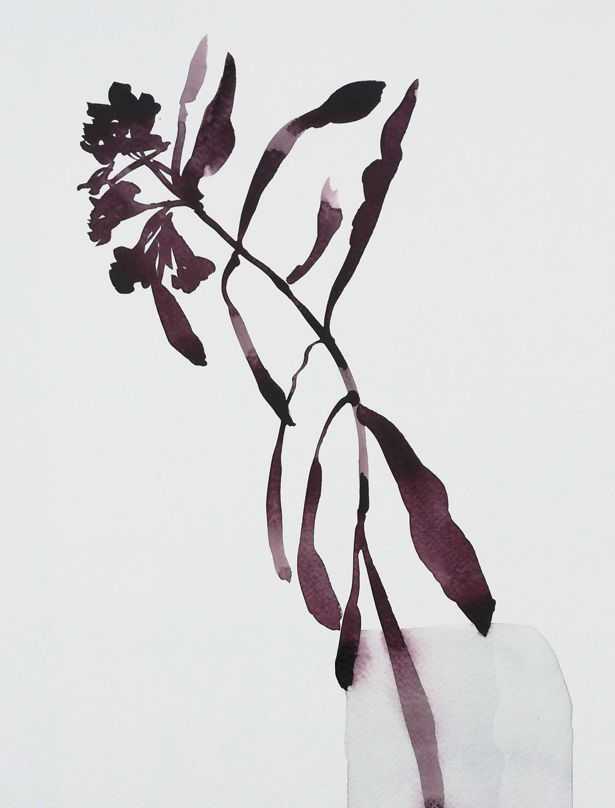 Susan Kane, Asclepia Study in Aubergine, 2024