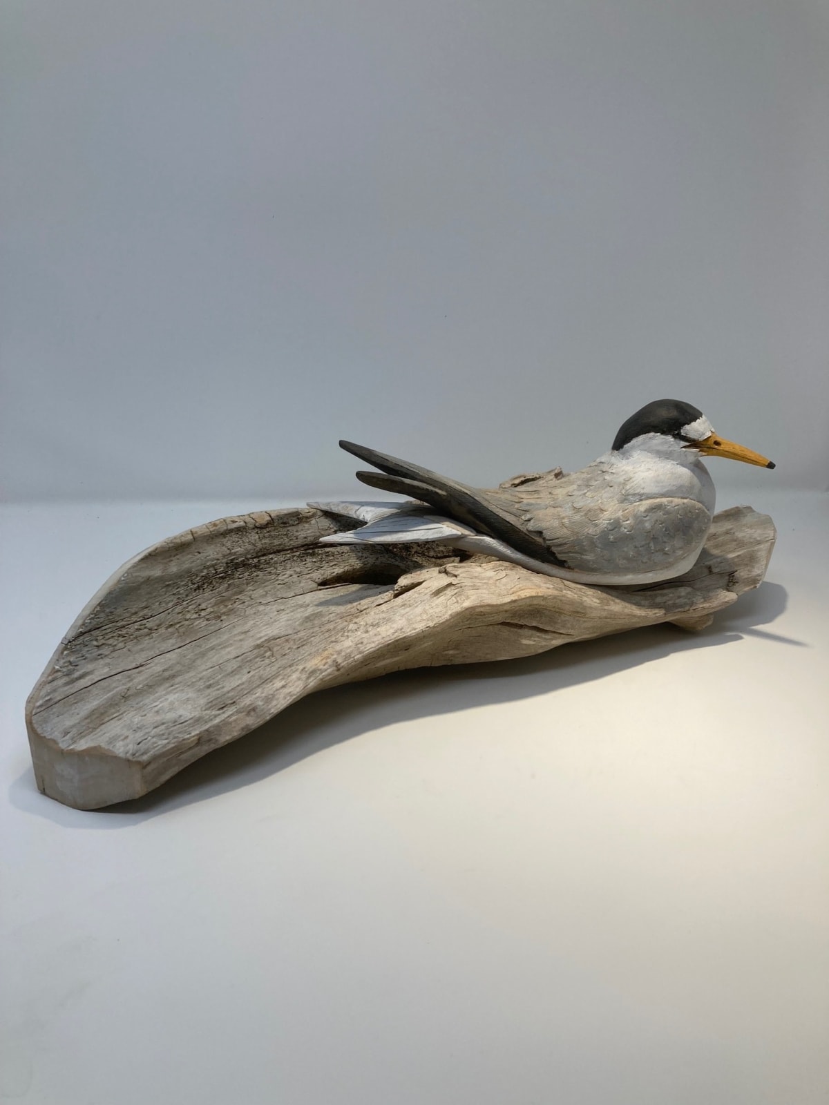 John & Marilyn Davies, Little Tern (Sitting)