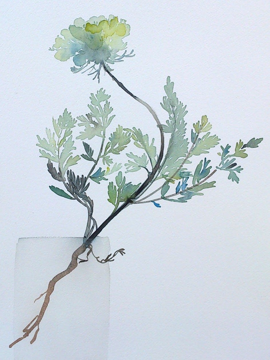 Susan Kane, Wild Carrot