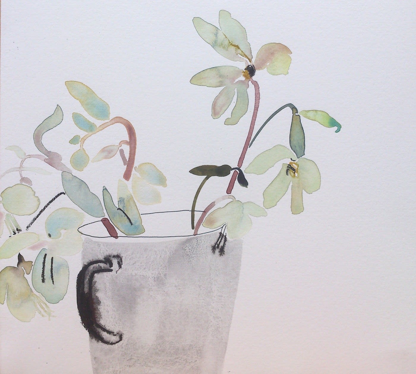 Susan Kane, Hellebores