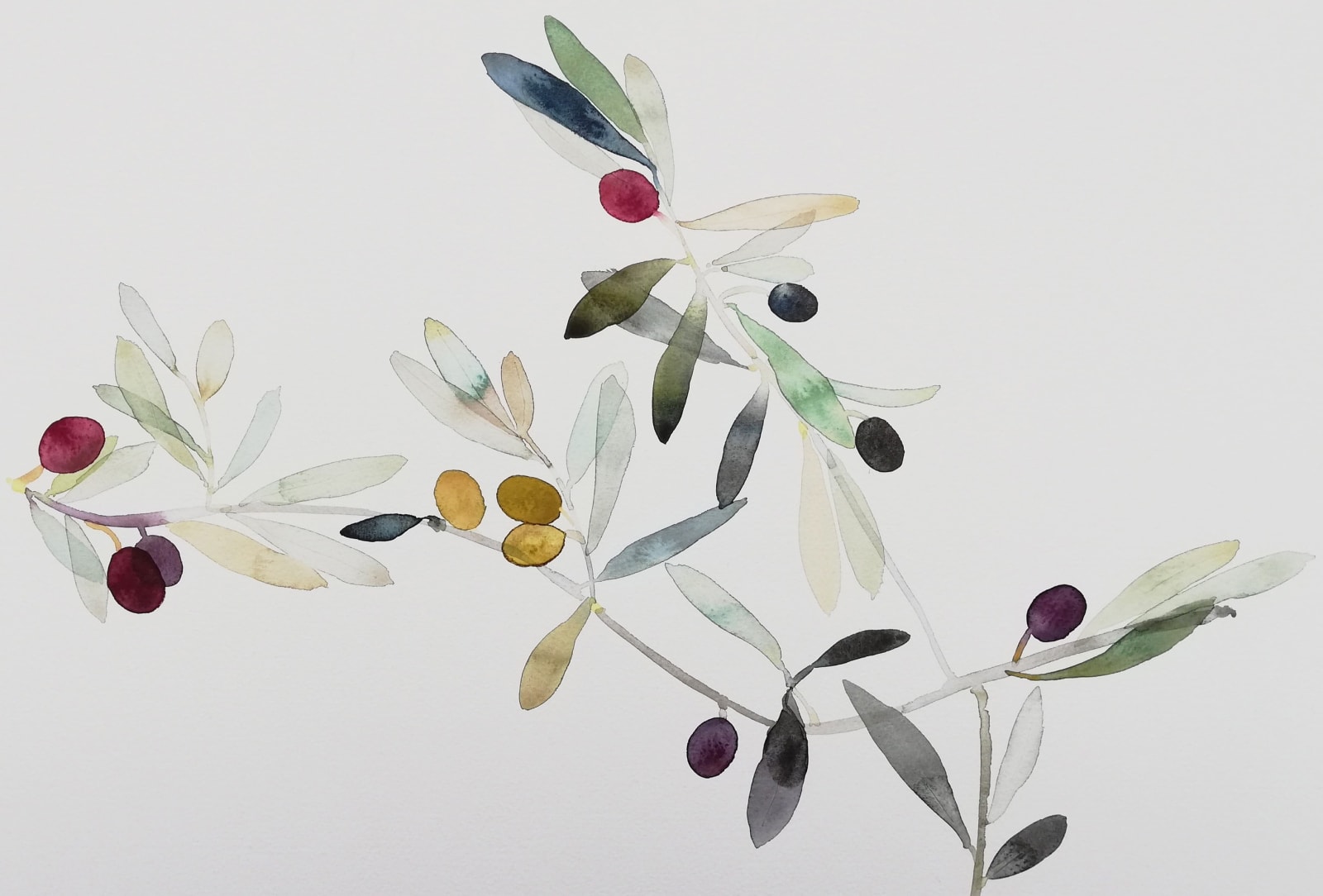 Susan Kane, Olive Branch