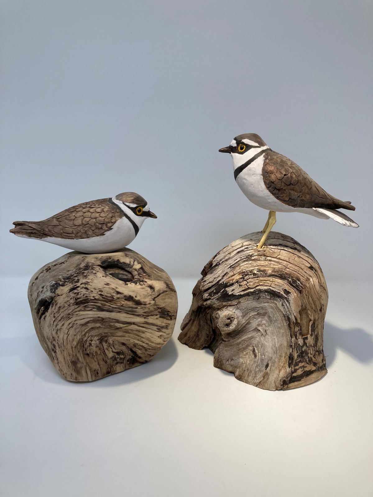 John & Marilyn Davies, Little Ringed Plovers
