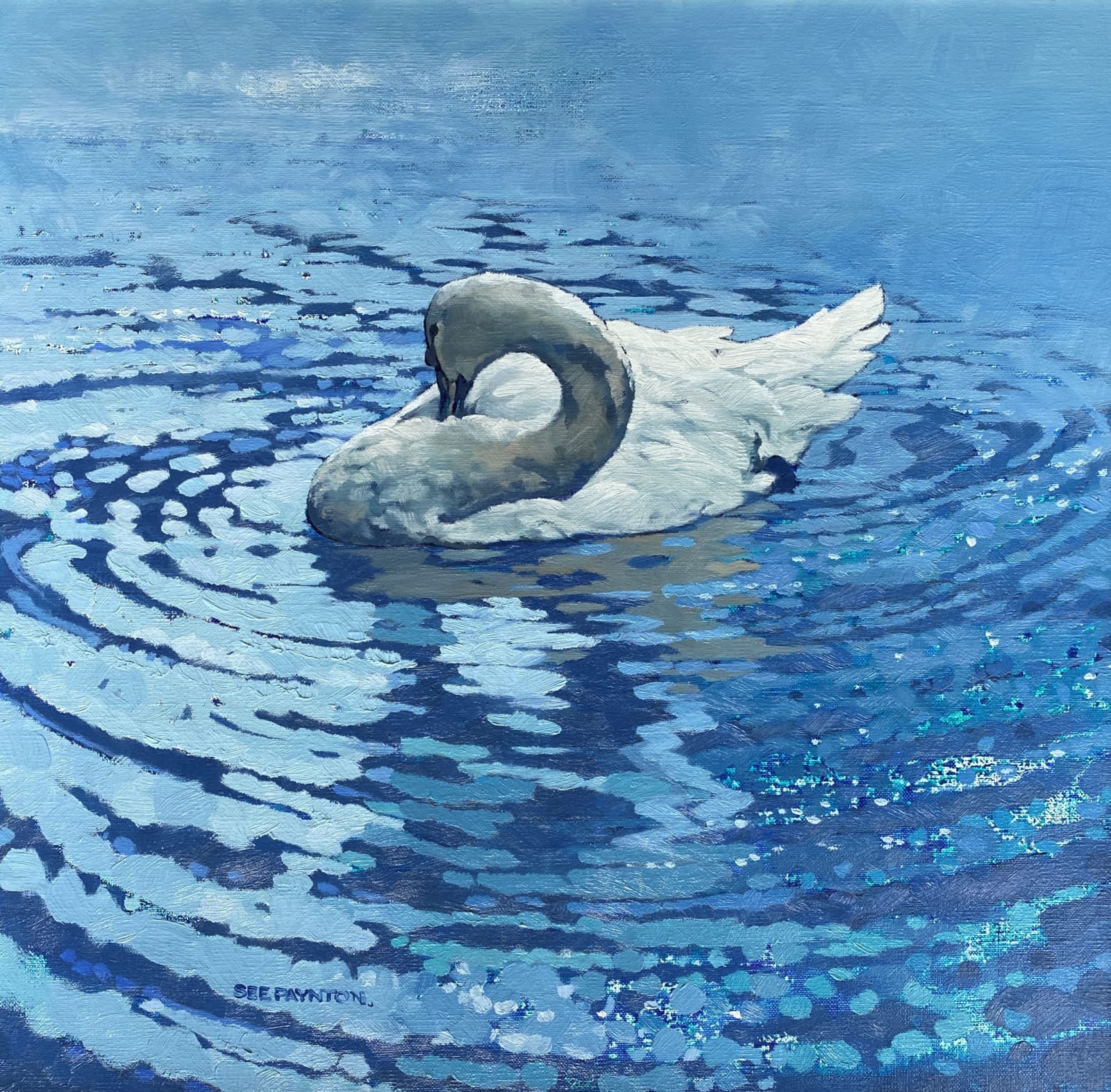 Colin See-Paynton, Mute Swan Preening I