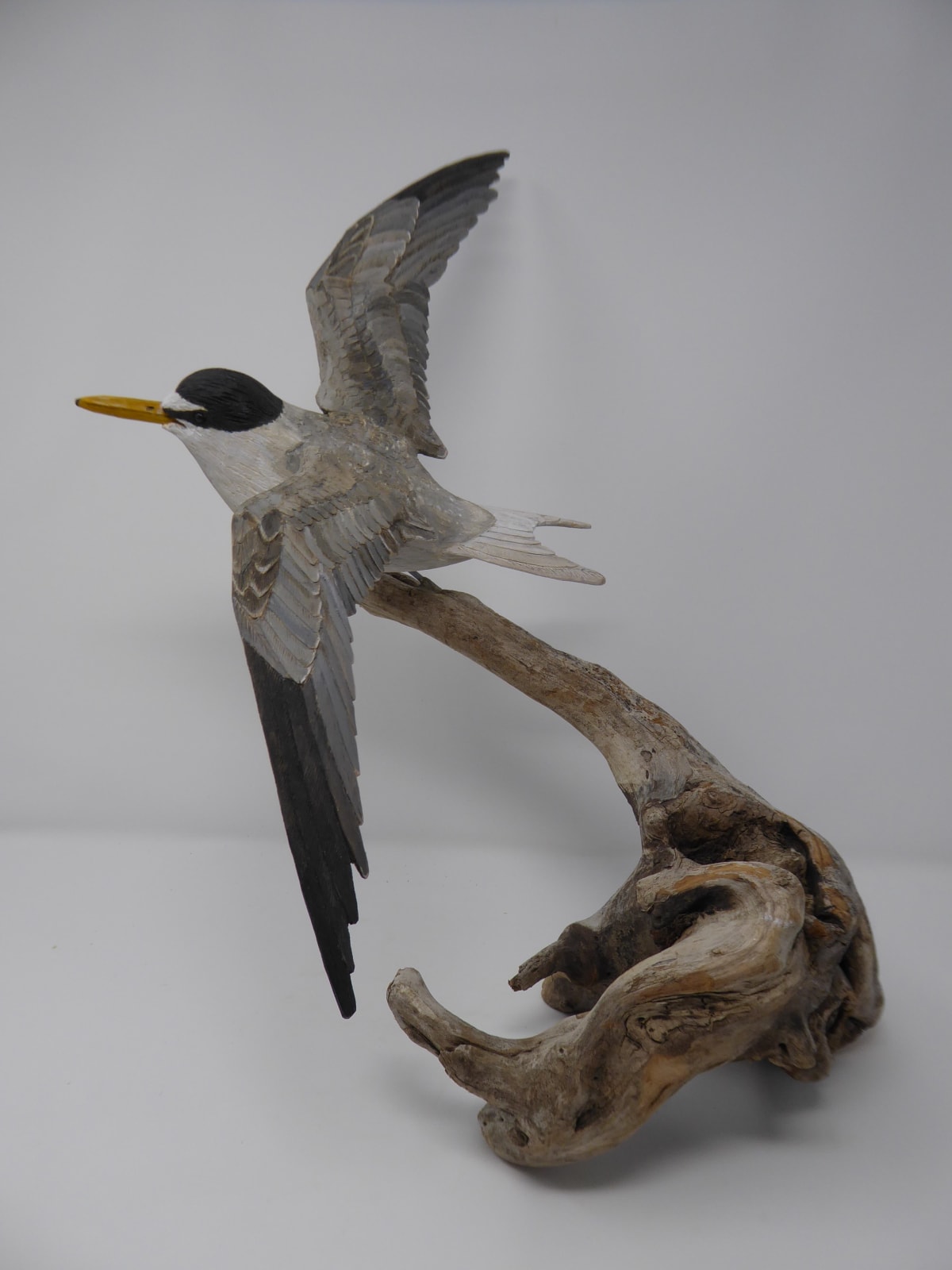 John & Marilyn Davies, Little Tern