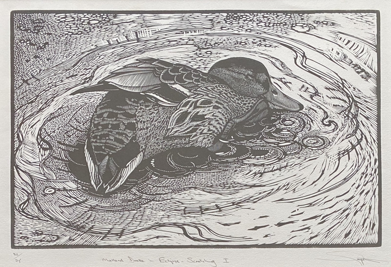 Colin See-Paynton, Mallard Drake in Eclipse Scratching