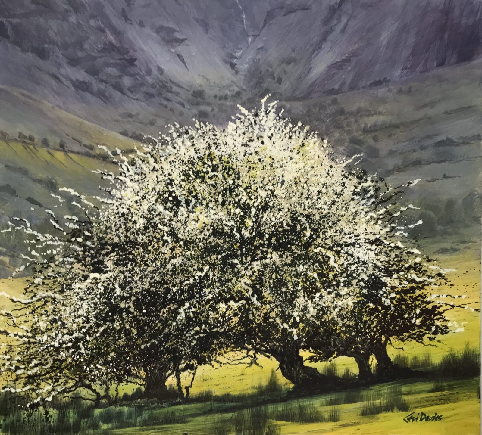 Ceri Auckland Davies, Tree, Dinas Mawddwy