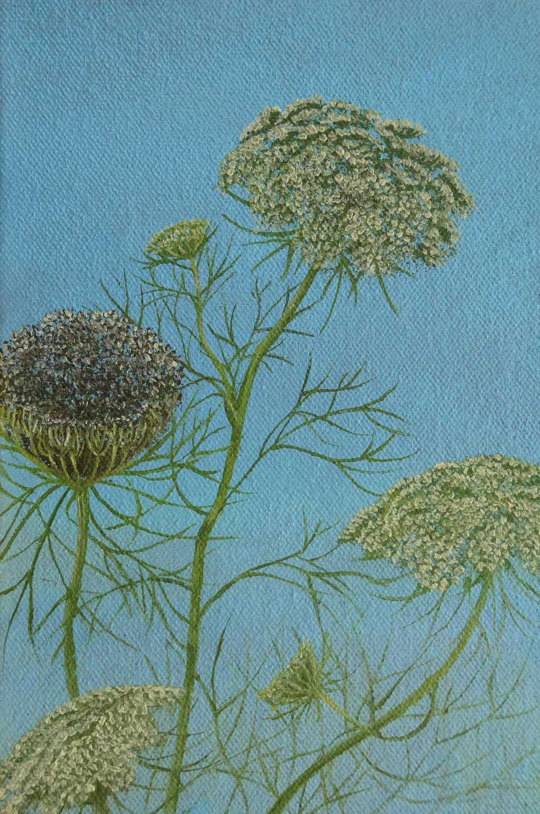 Kim Dewsbury, Wild Carrot I, 2025