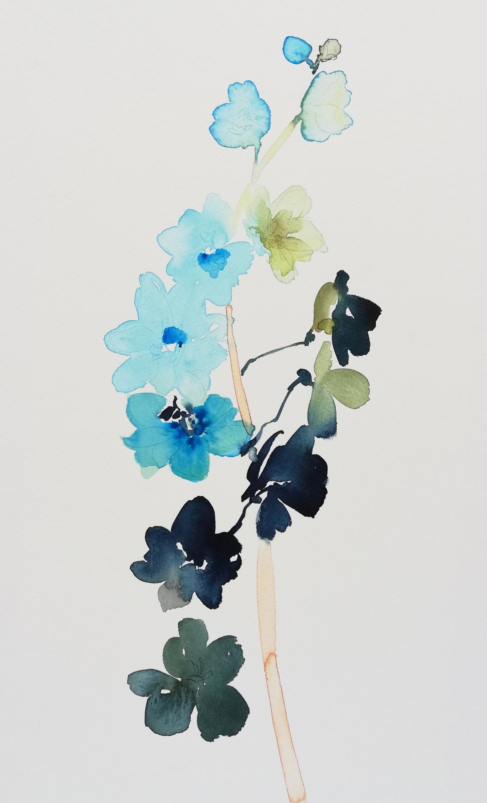 Susan Kane, Delphinium