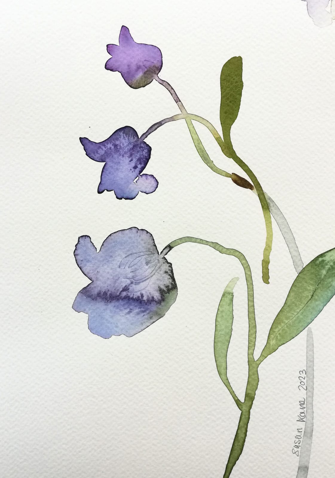 Susan Kane, Clematis