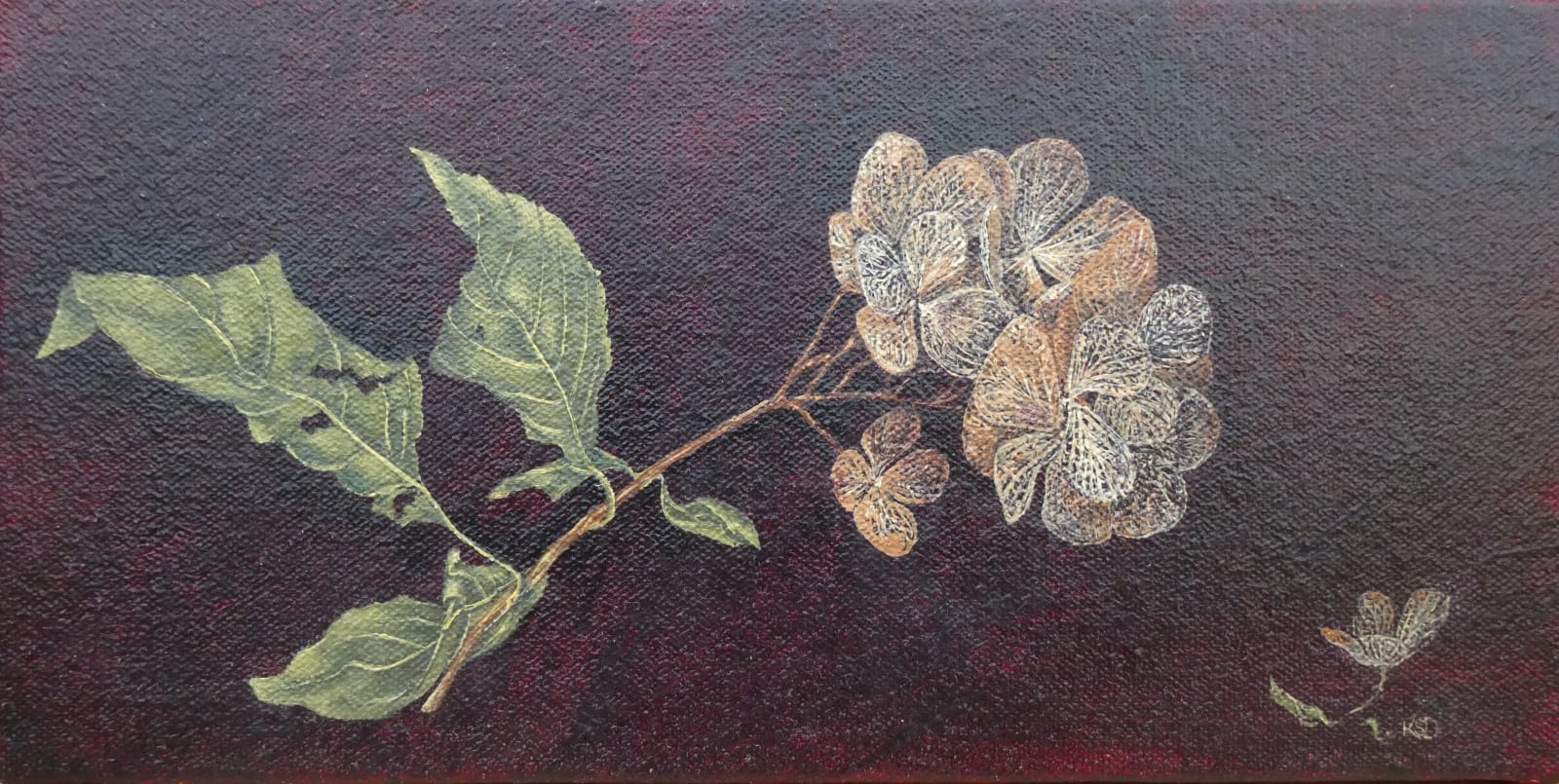 Kim Dewsbury, Hydrangea Paniculata