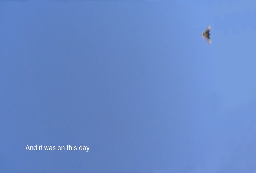 Nicole Wassall, Bird in a Cage, 2020