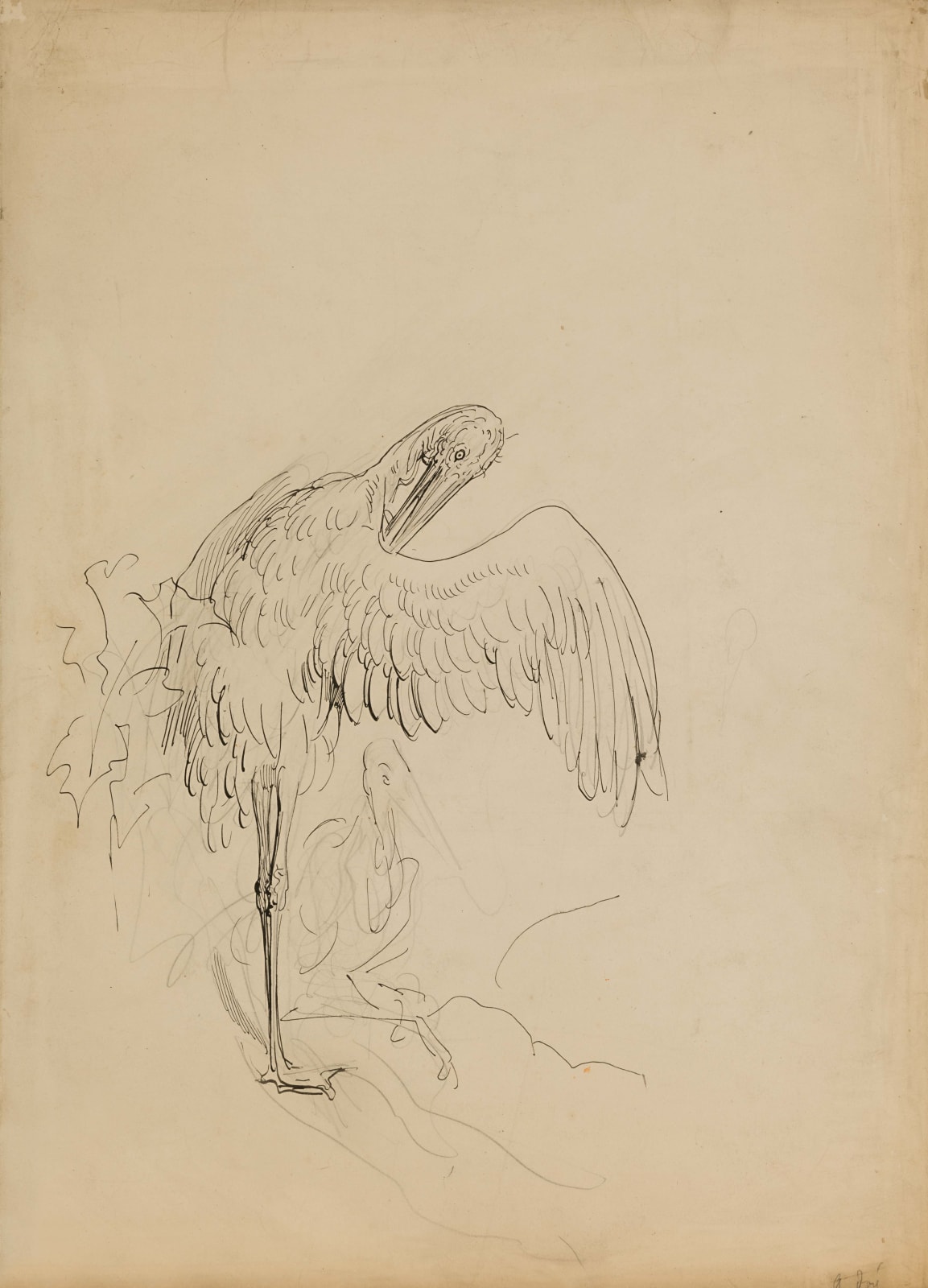 Gustave Doré, Study of a Pelican