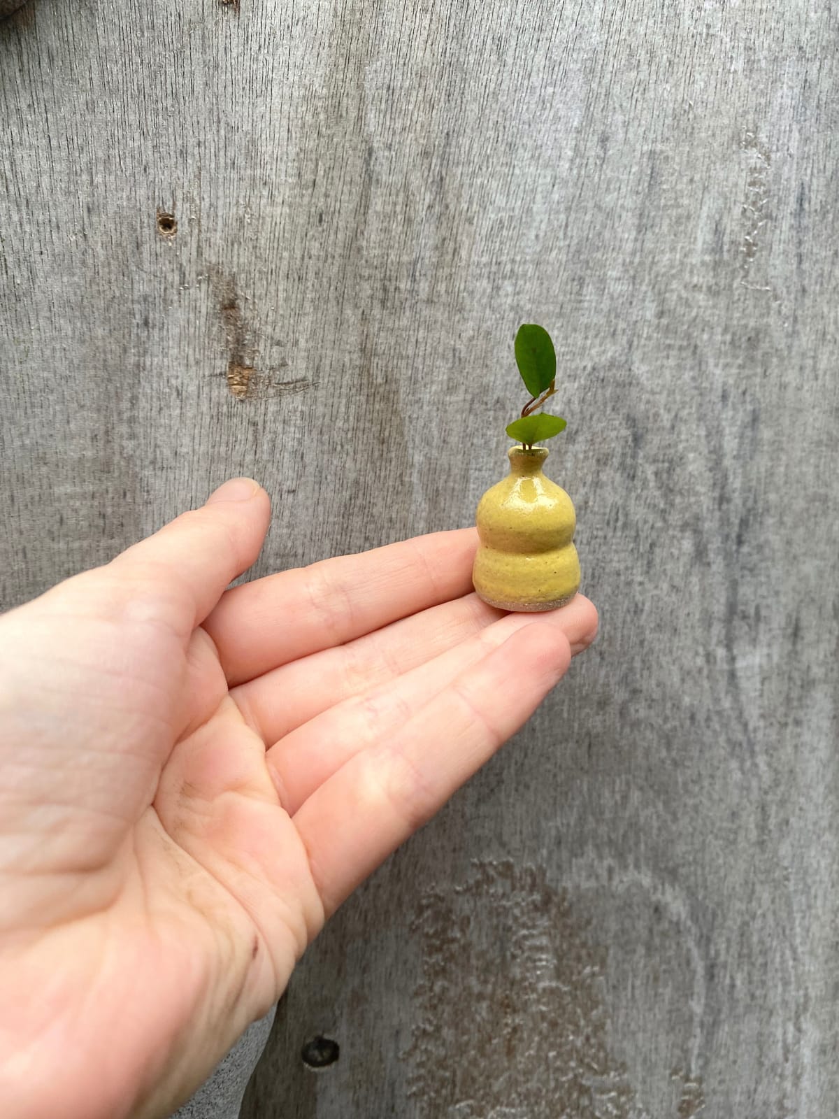 Tilly Slight, Butter yellow I, 2024