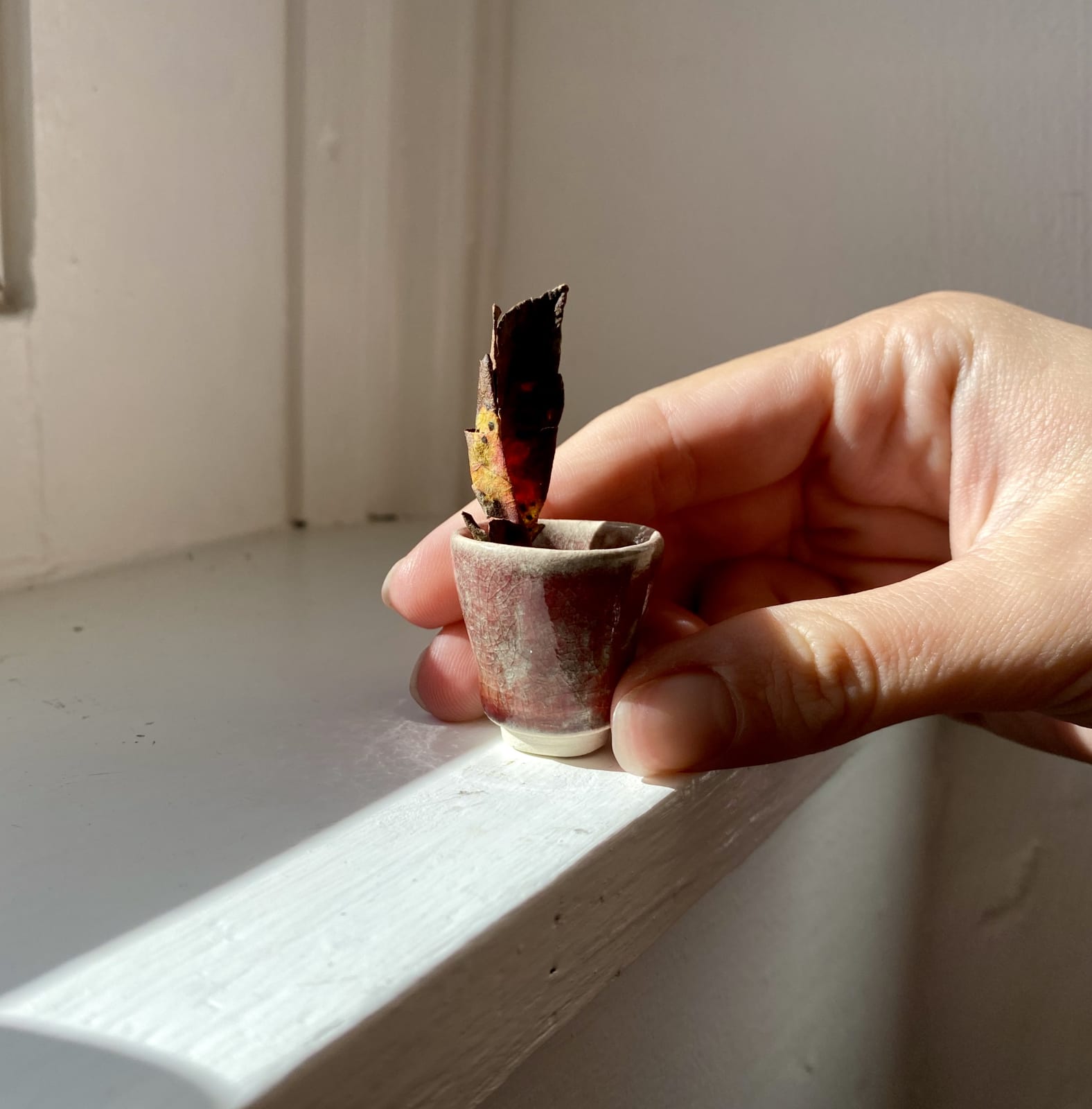 Tilly Slight, Champions cup - oxblood, 2020