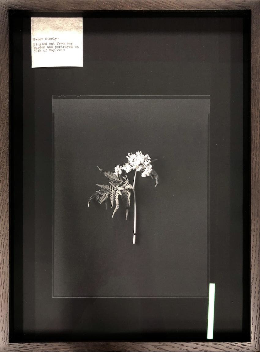 Nelli Palomäki, Sweet Cicely, 2019