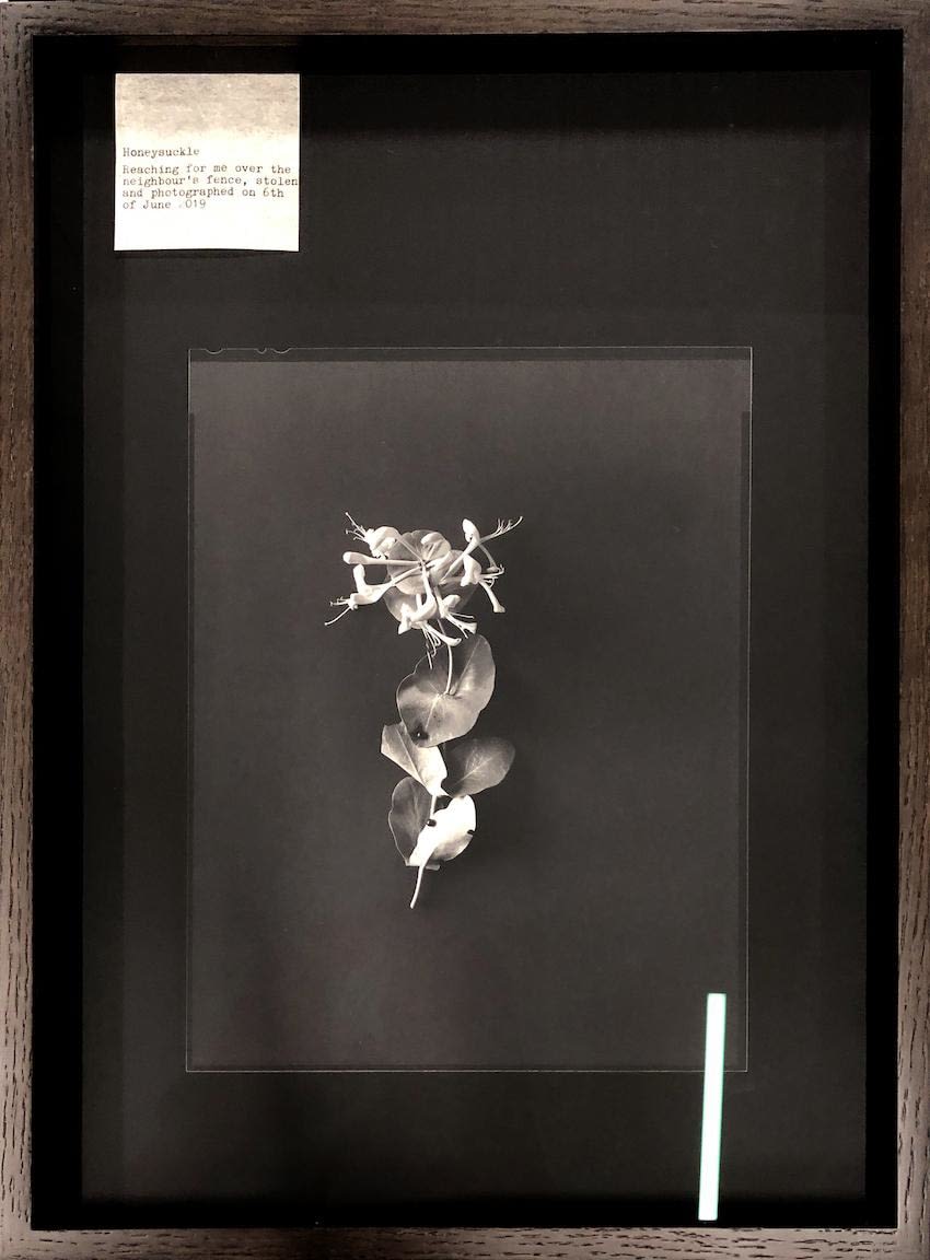 Nelli Palomäki, Honeysuckle, 2019