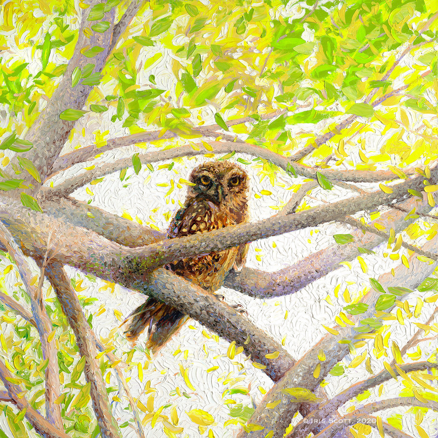 Iris Scott, Indian Owl Spotted, 2020