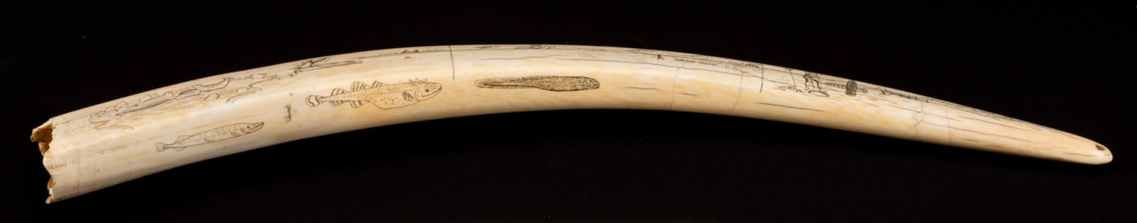 JOE KAKARAVJOOK, ALASKA, Engraved Walrus Tusk, 1899