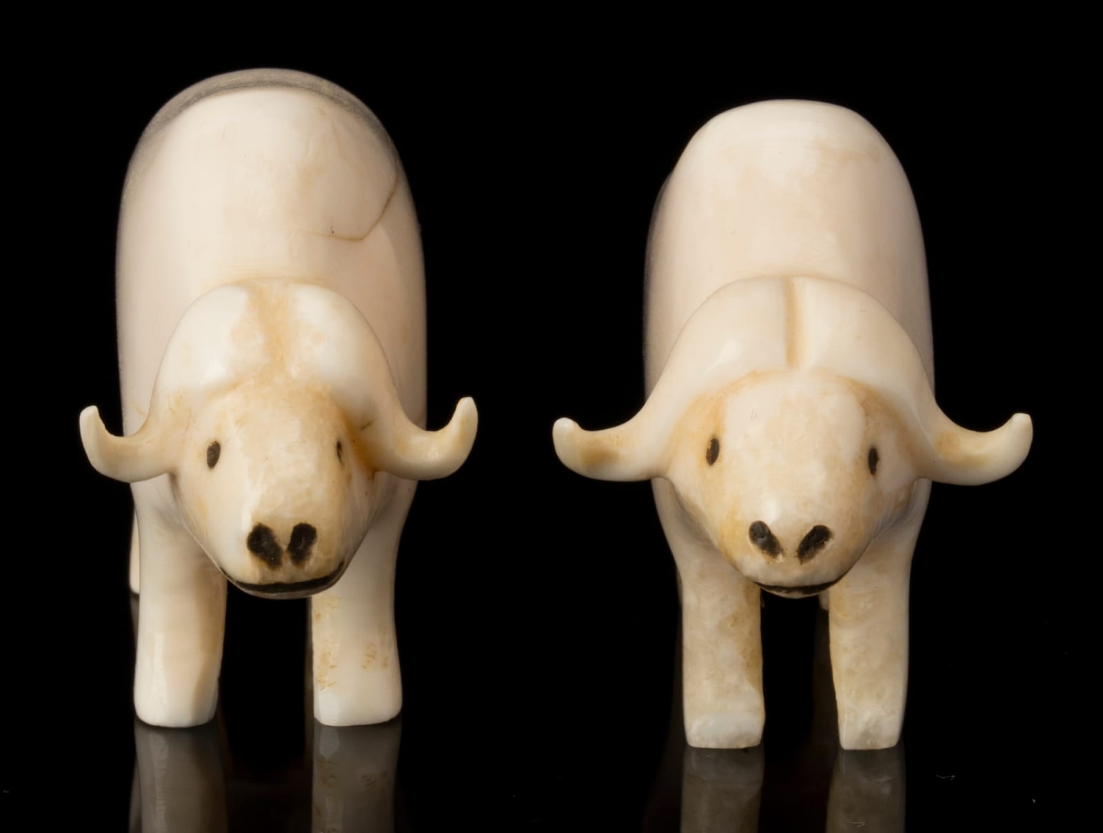 UNIDENTIFIED INUIT ARTIST, CENTRAL CANADIAN ARCTIC, Two Ivory Muskoxen, c. early to mid 1950s