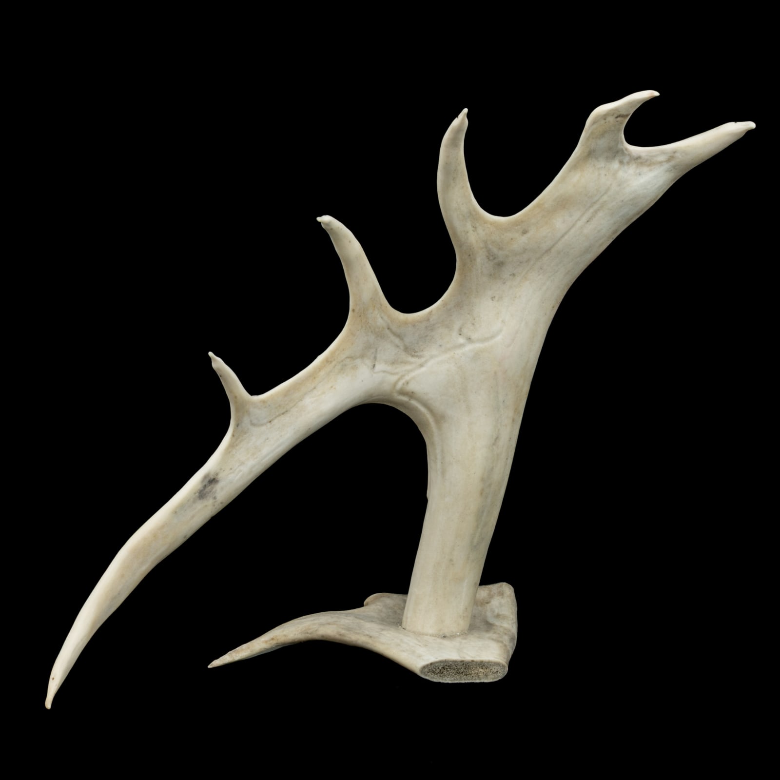 YASSIE DANIALEE KAKEE (1947-) IQALUIT (FROBISHER BAY), Still Flight (Birds in Relief on Antler), c. 1990s