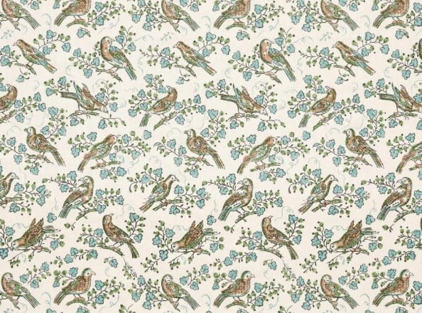 Bulbul Juniper