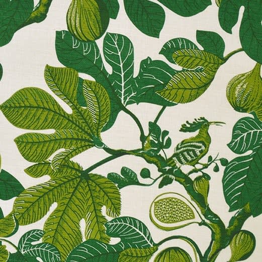 Fanny Shorter, Fig Cypress