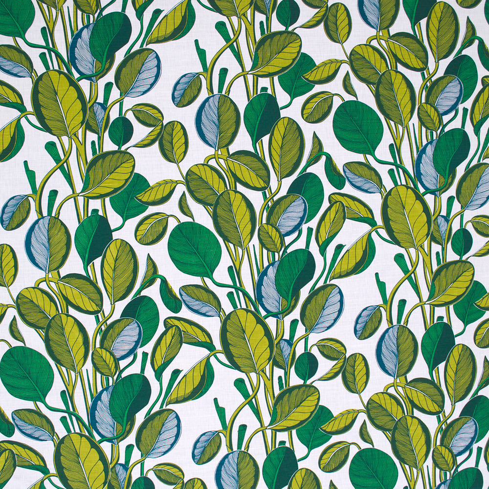 Calathea Chartreuse