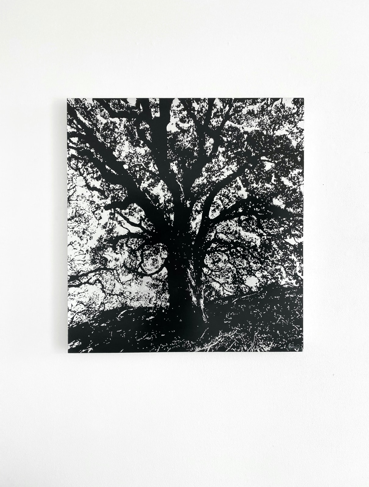 Neal Palmer, Fractal Light