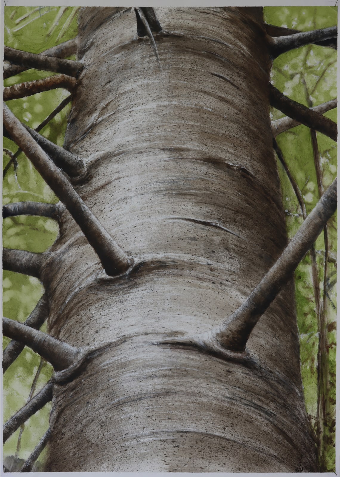 Neal Palmer, #12 Kauri S3