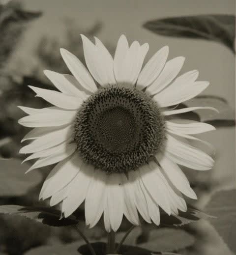 Robert Langham III, Untitled Sunflower, 2020