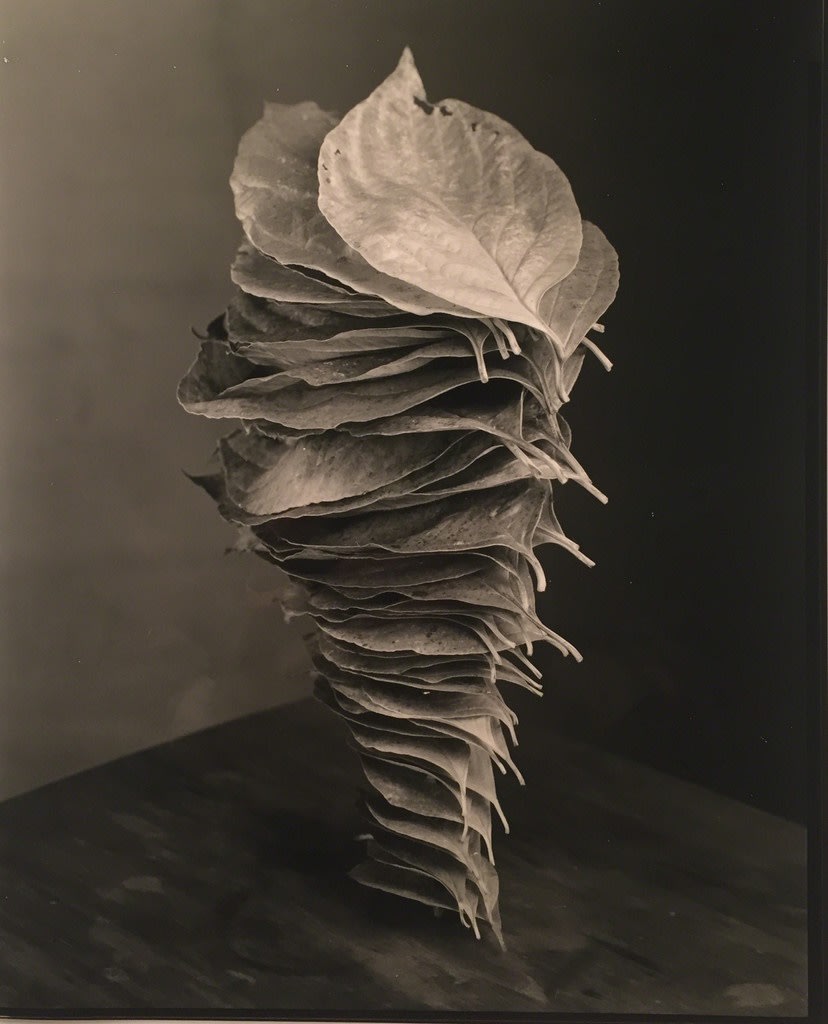 Robert Langham III, Fallen Stacked Dogwood Leaves, 2016