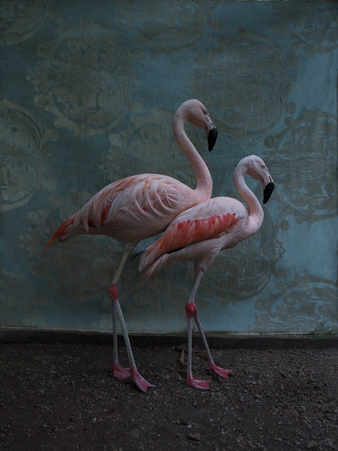 Claire Rosen, Flamingo No. 0365