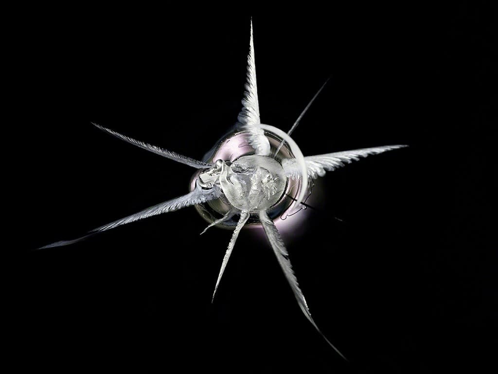 Deborah Bay, .38 Special 1, 2017
