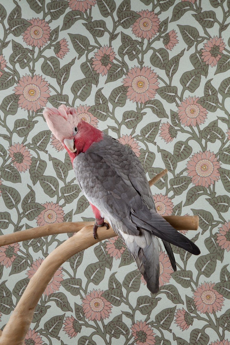 Claire Rosen, Rose Breasted Cockatoo No. 7461