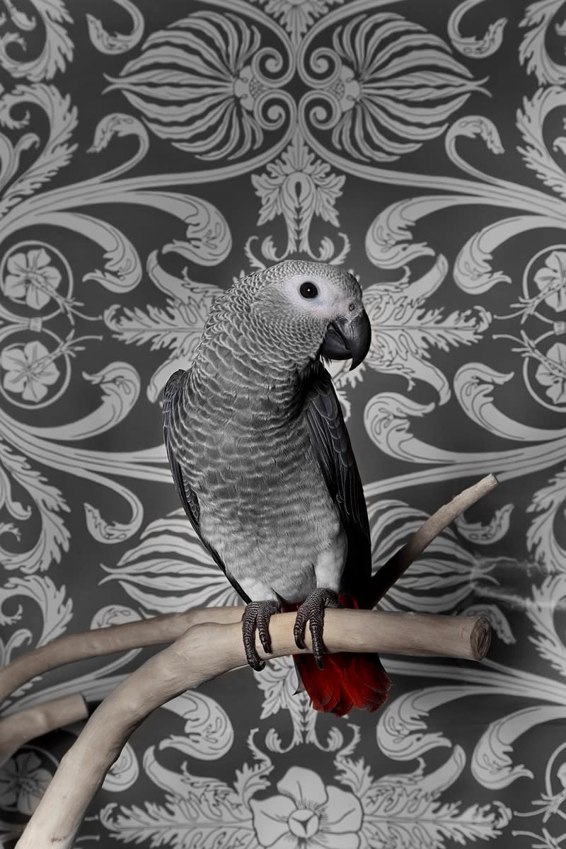 Claire Rosen, African Grey Parrot No. 7157