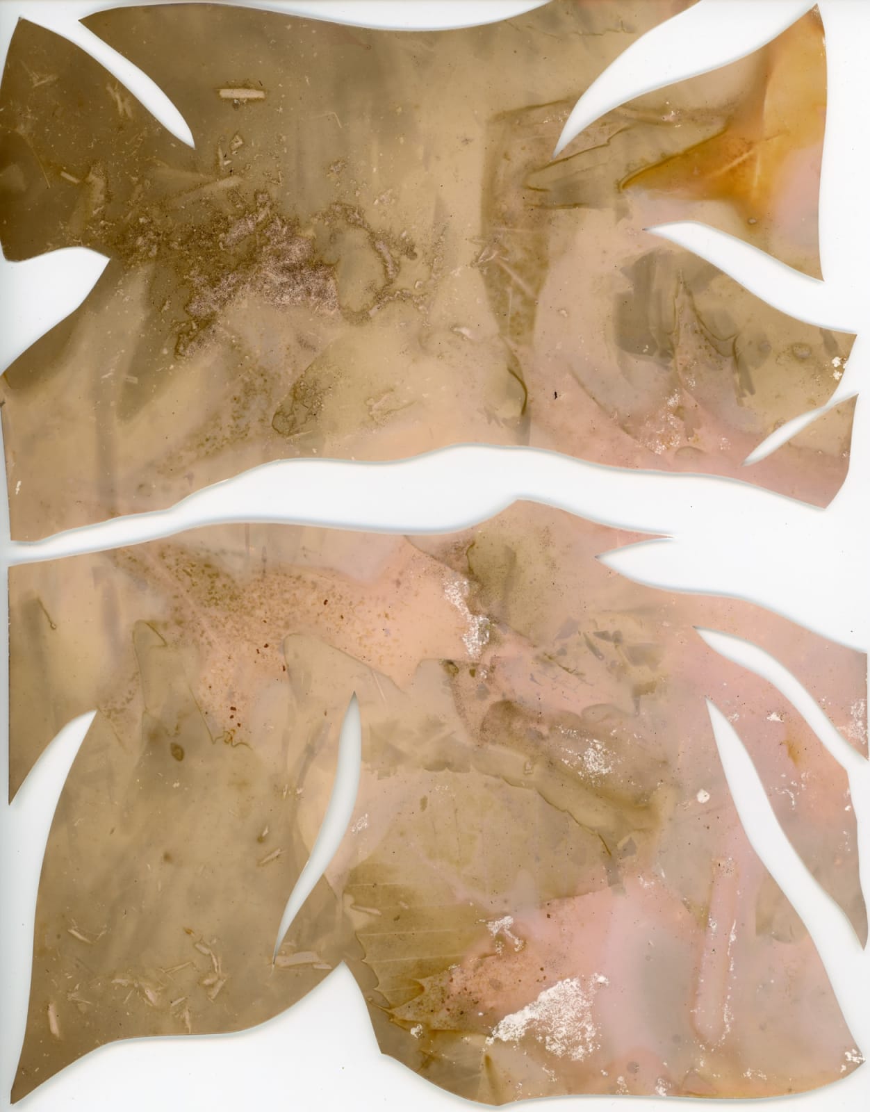 Rosalba Breazeale, Symbiotic Relatives: Limington Maine #1 Diptych, 2022