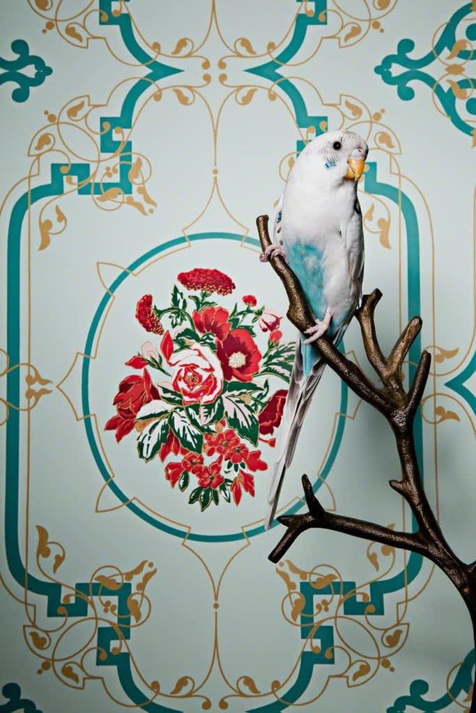 Claire Rosen, Parakeet No. 7078