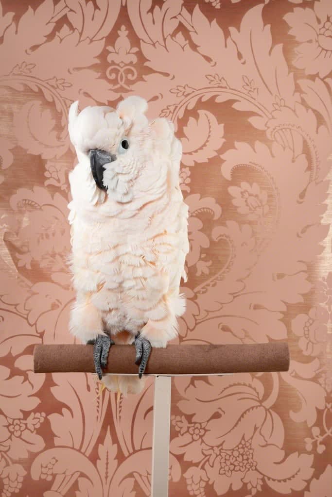 Claire Rosen, Moluccan Cockatoo No. 7696, 2012-2018