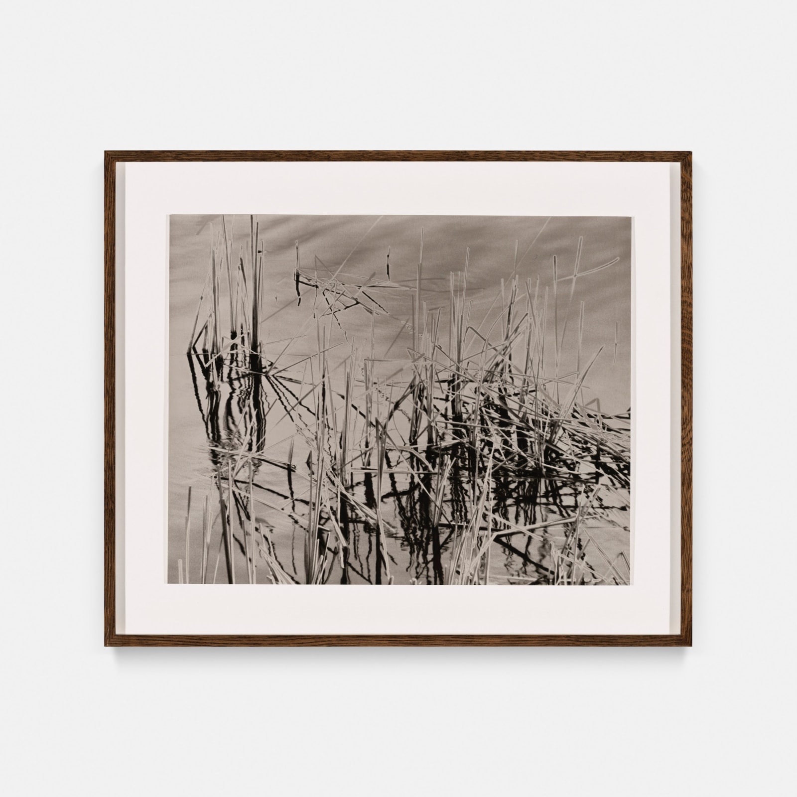 João Penalva - Reeds (I)