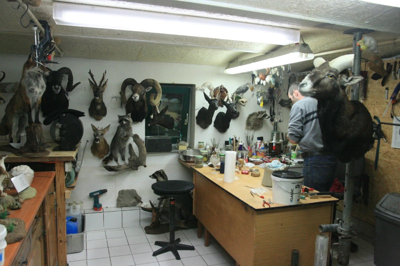 Ali Kazma - Taxidermist