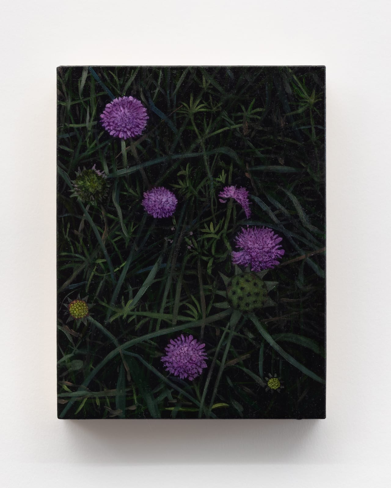 Rebecca Partridge, Wildflowers, Night: Pincushion II, 2025