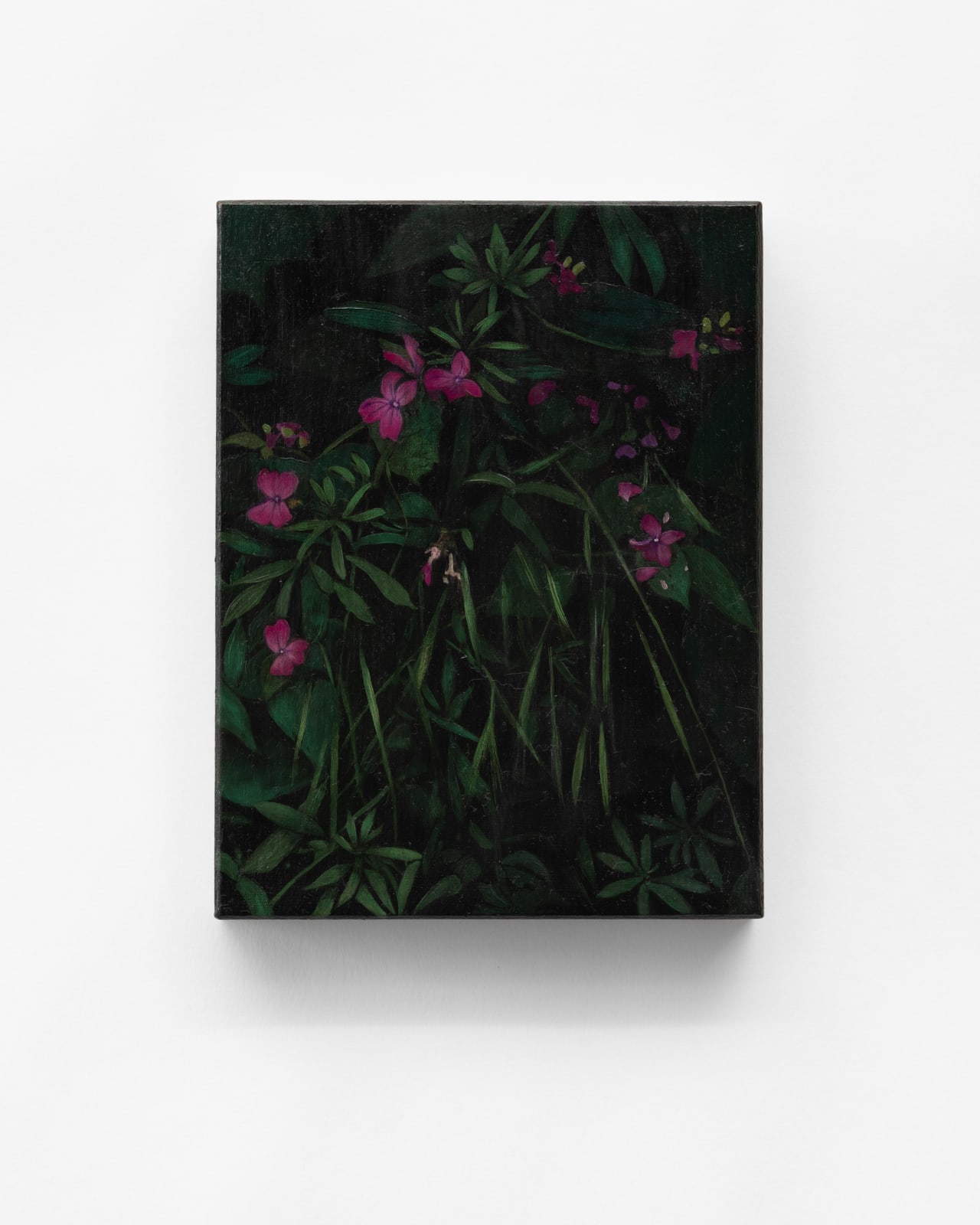 Rebecca Partridge, Wildflowers, Night: Lunaria, honesty, 2025