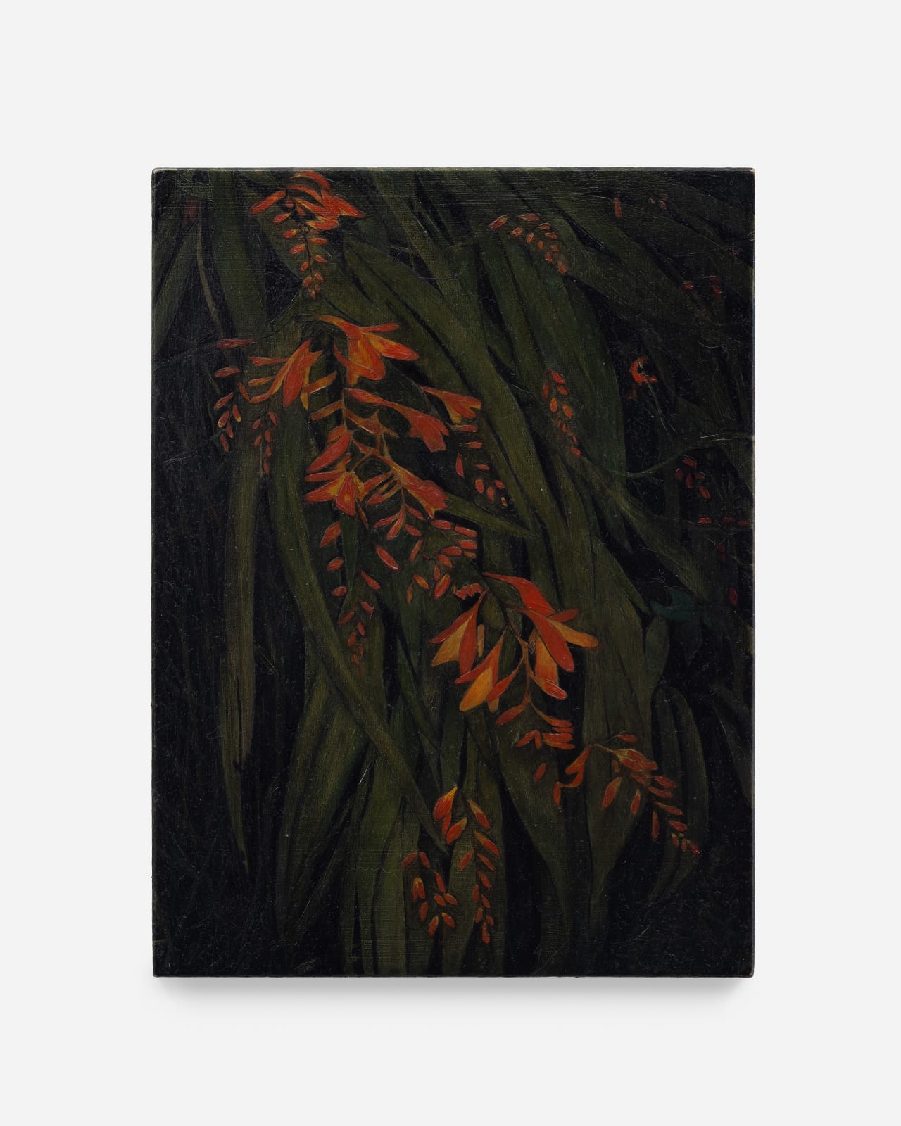 Rebecca Partridge, Wildflowers, Night: Crocosmia, 2025