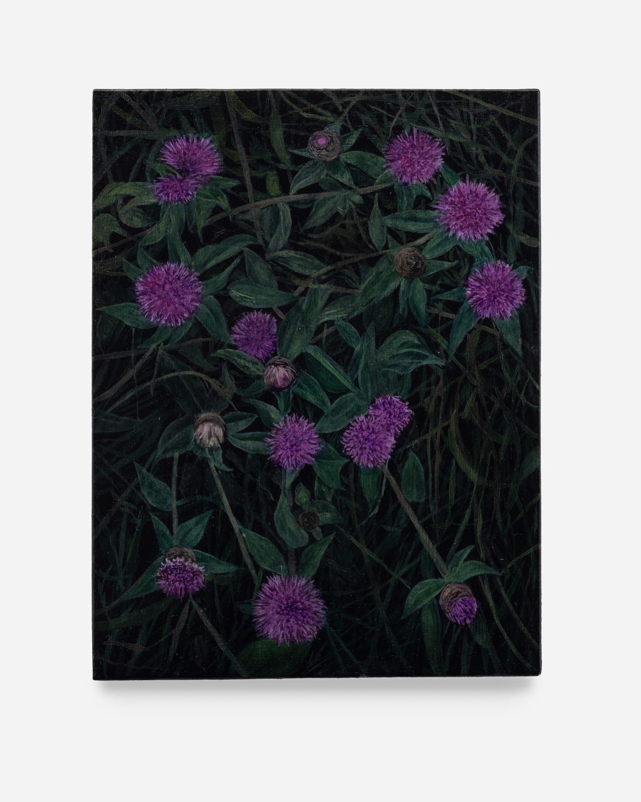 Rebecca Partridge, Wildflowers, Night: Knapweed, 2025