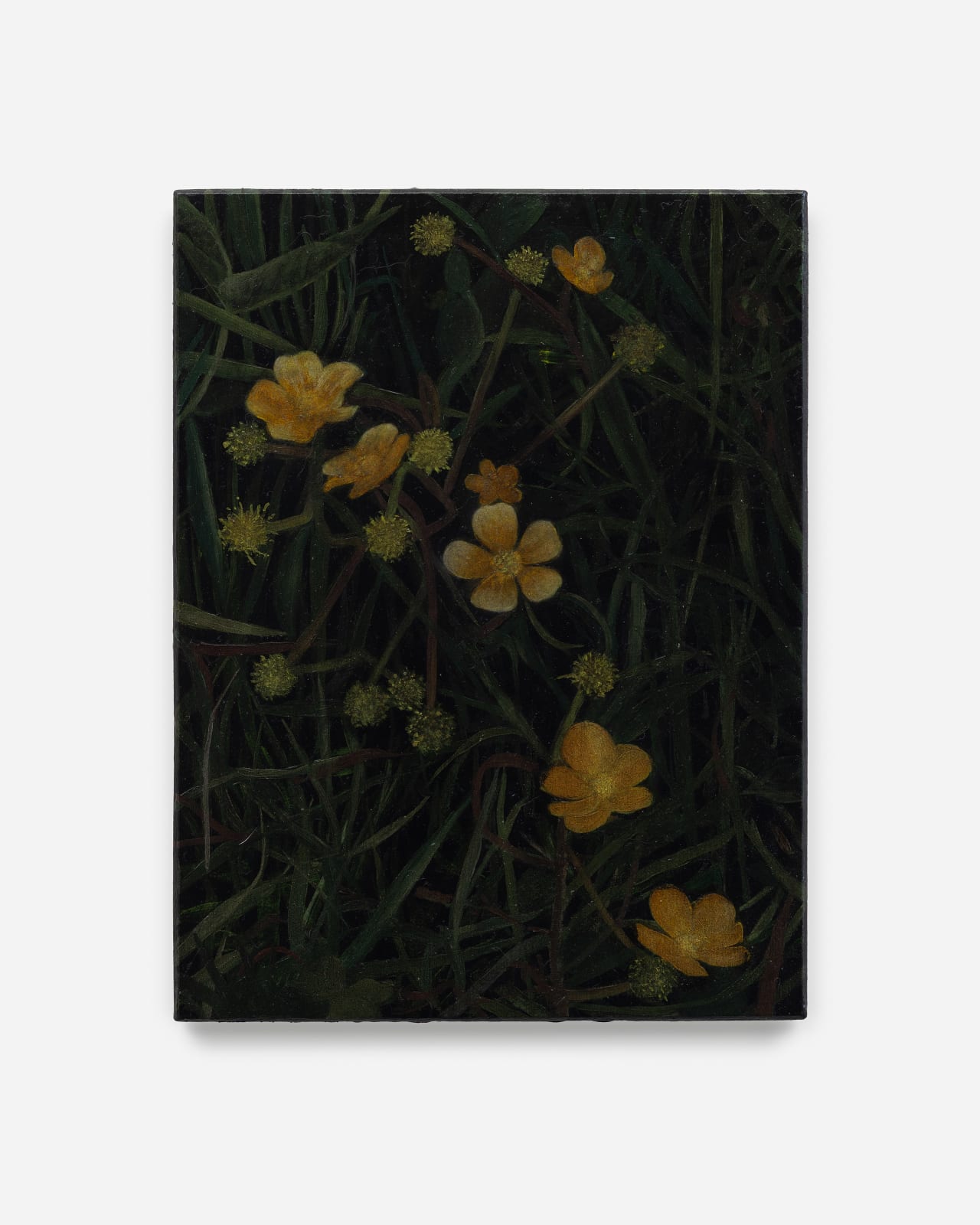 Rebecca Partridge, Wildflowers, Night: Buttercup, 2025