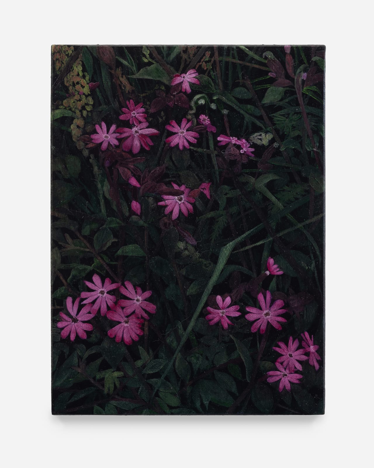 Rebecca Partridge, Wildflowers, Night: Red Campion, 2025